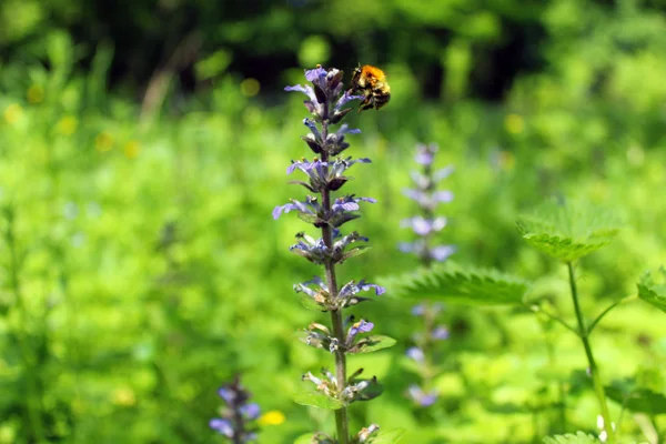 鼠尾草和蜜蜂 — 图库照片