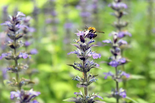 Honingbloemen planten — Stockfoto