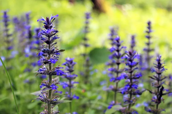 Sage in het gras — Stockfoto