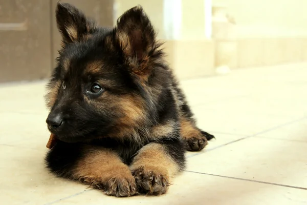 stock image German Shepherd puppy