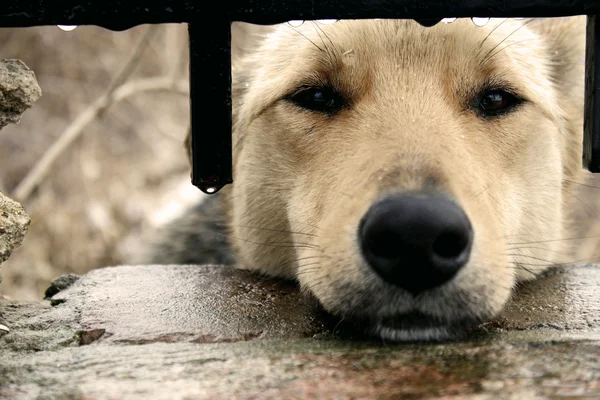 Stock image Sad dog