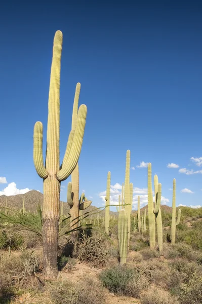 Saguaro国家公园 — 图库照片