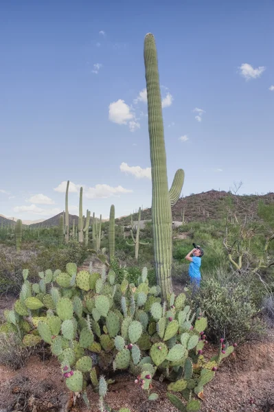Ταξιδιώτης σε saguaro εθνικό πάρκο — Φωτογραφία Αρχείου