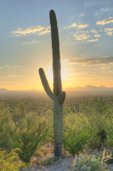 Τέλος της ημέρας στο λόφο signal στο saguaro εθνικό πάρκο — Φωτογραφία Αρχείου