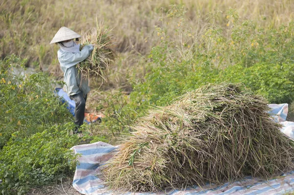 Rijst oogst — Stockfoto