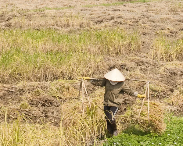 Rijst oogst — Stockfoto