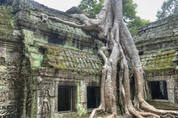 Ta Prohm — Zdjęcie stockowe