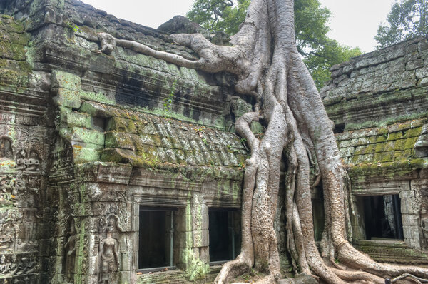 Strangler Fig Trees engulfing ancient ruins of Ta Prohm
