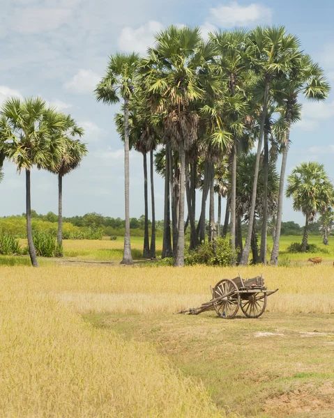 Ox Cart by Rice Field — Stock Photo, Image
