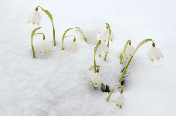 stock image Spring snowflakes in snow