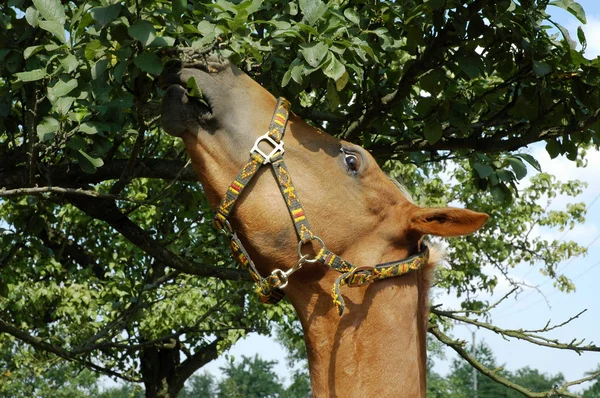 Horse eating tree leaves — Stock Photo, Image