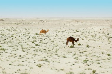 Two camels in the desert clipart