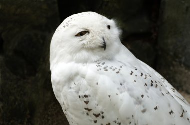 White snowy owl clipart