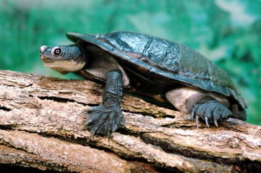 Freshwater turtle clipart