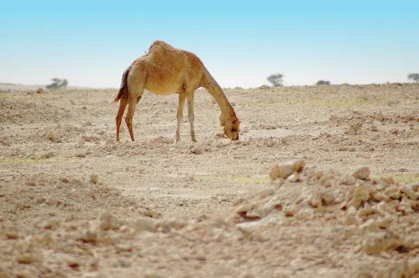 Wielbłąd na pustyni — Zdjęcie stockowe