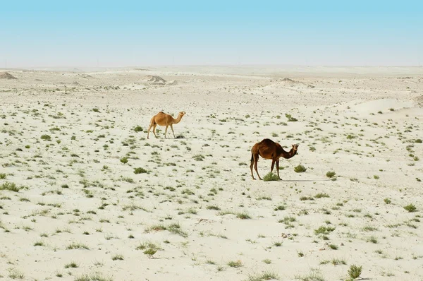 Dos camellos en el desierto — Foto de Stock