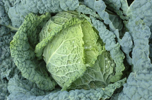 stock image Savoy cabbage