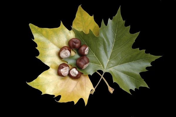 Stock image Maple leaves with chestnuts