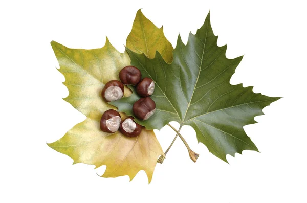 stock image Maple leaves with chestnuts