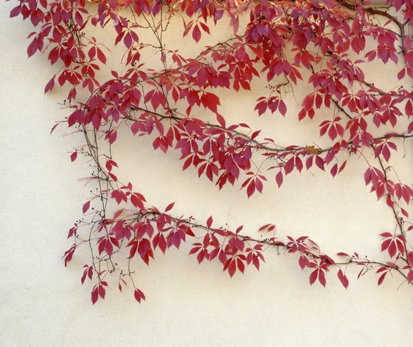 Podzimní virginia liána na zeď — Stock fotografie