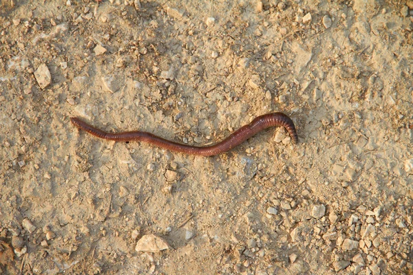 stock image Large Earthworm