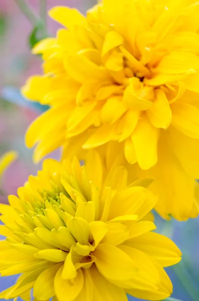 stock image Chrysanthemums