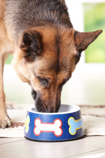 Comer perros —  Fotos de Stock