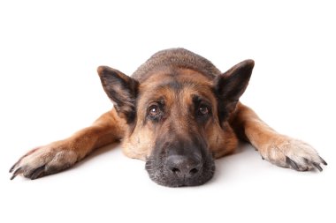 German shephard dog laying clipart