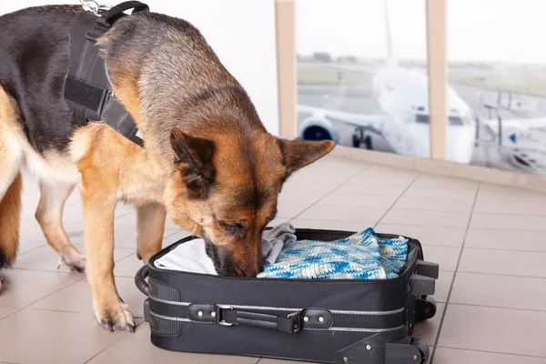 Sniffing สุนัขที่สนามบิน — ภาพถ่ายสต็อก