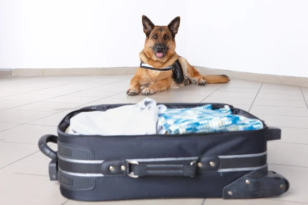 Airport dog — Stock Photo, Image