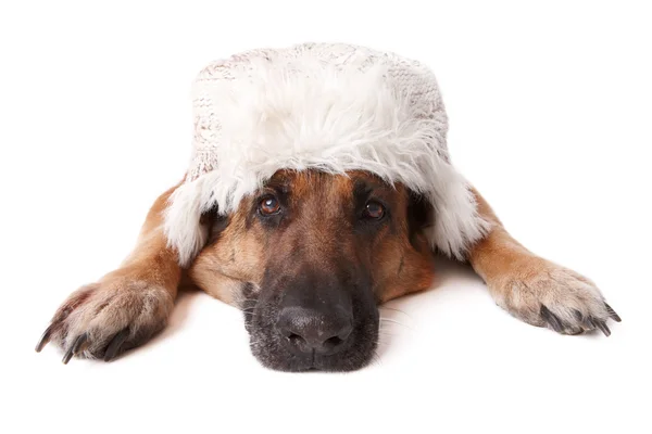 Alman Shepard köpek giyiyor şapka — Stok fotoğraf
