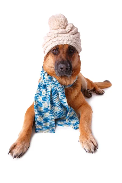 Немецкая овчарка в шляпе и шарфе — стоковое фото