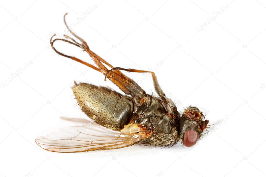 Dead fly