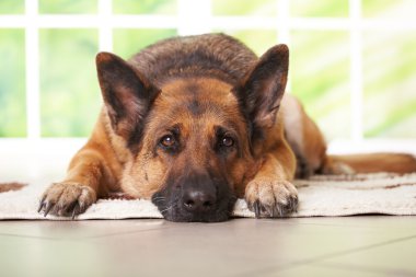 German shephard dog laying clipart