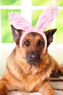 Easter bunny dog clipart