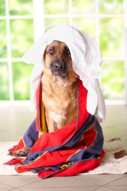 Dog in towel clipart