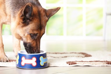 Dog eating from bowl clipart