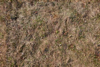 Seamless texture of old grass clipart