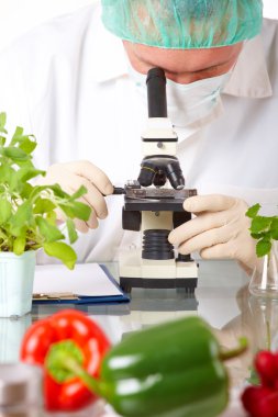 Laboratuvarda GDO sebzeli araştırmacı