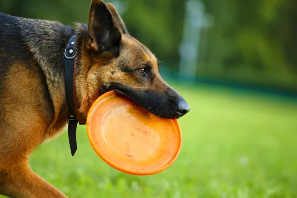 Dog with flying disc — Stock Photo, Image