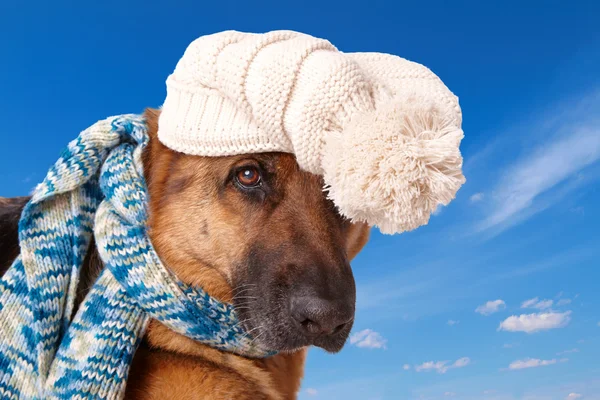 Cão pastor alemão usando chapéu e cachecol — Fotografia de Stock
