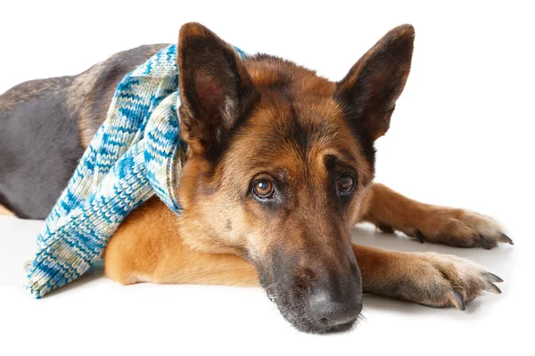German shepherd dog wearing scarf — Stock Photo, Image