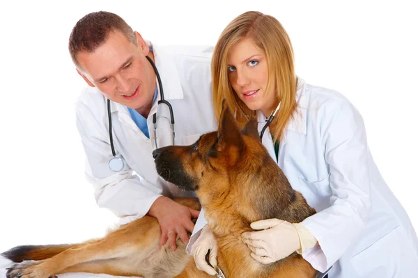 Два ветеринара осматривают собаку — стоковое фото