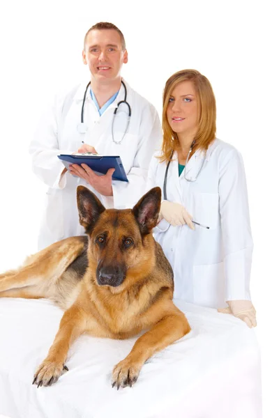 Två veterinärer undersöka hunden — Stockfoto