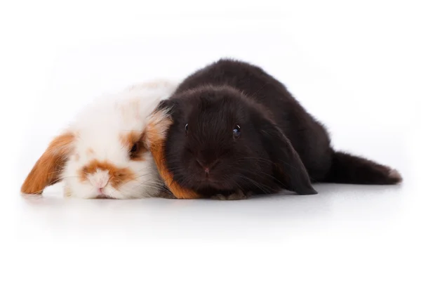 Милые кролики — стоковое фото