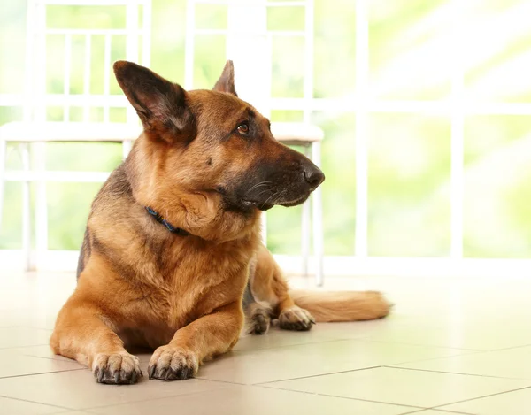 독일 셰퍼드 개는 누워 — 스톡 사진
