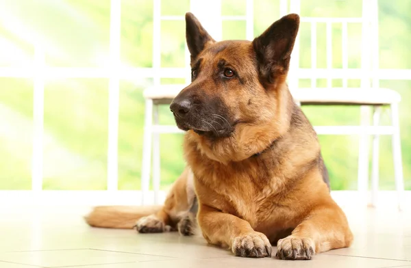 German shephard dog laying — Stock Photo, Image