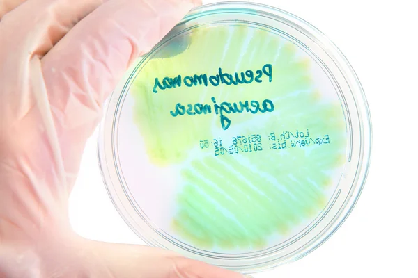 Bacterias patológicas —  Fotos de Stock
