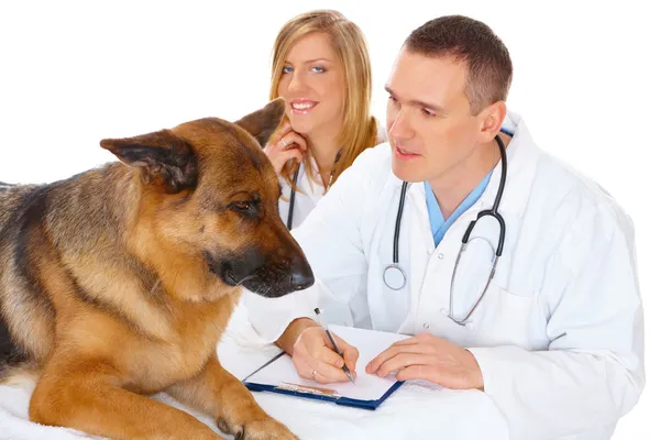 Two vets examining dog — Stock Photo, Image
