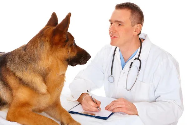 Veterinär undersöka hunden — Stockfoto